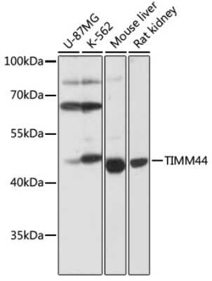 Western Blot: TIMM44 AntibodyAzide and BSA Free [NBP2-94065]