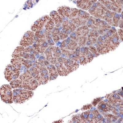 Immunohistochemistry-Paraffin: TIMM50 Antibody (0W6J4) [NBP3-15459]