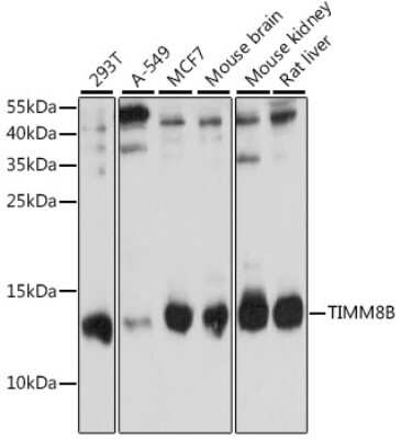 Western Blot: TIMM8B AntibodyAzide and BSA Free [NBP2-94190]