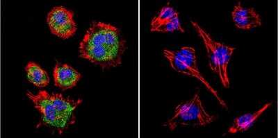 Immunocytochemistry/ Immunofluorescence: TIMP-2 Antibody (F27 P3 A4) [NB100-74552]