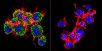 Immunocytochemistry/ Immunofluorescence: TIMP-2 Antibody (F27 P3 A4) [NB100-74552]