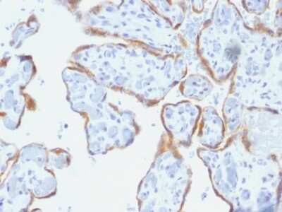 Immunohistochemistry-Paraffin: TIMP-2 Antibody (SPM356) - Azide and BSA Free [NBP2-54554]