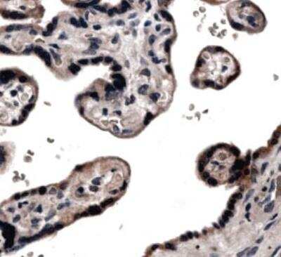 Immunohistochemistry: TIMP-4 Antibody (MM0037-9F3) - Azide and BSA Free [NB110-61003]