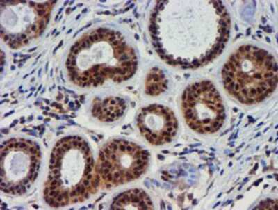 Immunohistochemistry-Paraffin: TIMP-2 Antibody (OTI1A6) [NBP2-01573]