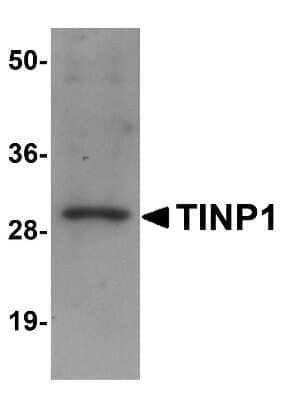 Western Blot: TINP1 AntibodyBSA Free [NBP1-77374]