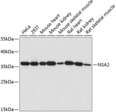 Western Blot: TINP1 AntibodyAzide and BSA Free [NBP2-94402]