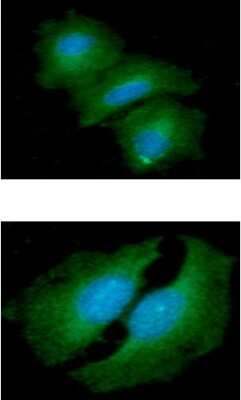 Immunocytochemistry/ Immunofluorescence: TIP30 Antibody (5D6) - BSA Free [NBP2-59482]