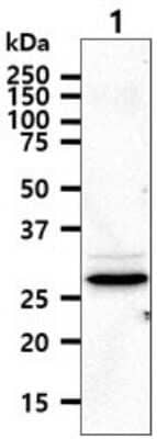 Western Blot: TIP30 Antibody (5D6)BSA Free [NBP2-59482]