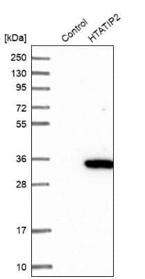 Western Blot: TIP30 Antibody [NBP1-88170]