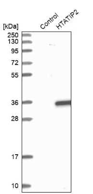 Western Blot: TIP30 Antibody [NBP1-88171]