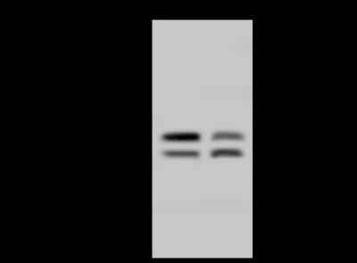 Western Blot: TIP30 Antibody [NBP2-98510]