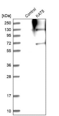 Western Blot: TIP60 Antibody [NBP1-85482]