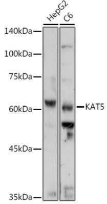 Western Blot: TIP60 AntibodyAzide and BSA Free [NBP2-93320]