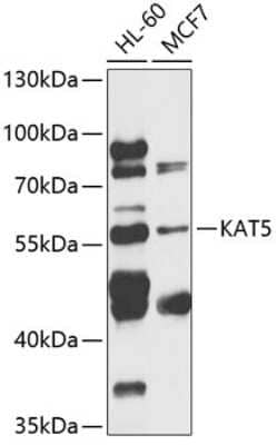 Western Blot: TIP60 AntibodyBSA Free [NBP3-03619]