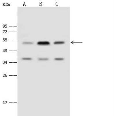 Western Blot: TIPIN Antibody [NBP2-98947]