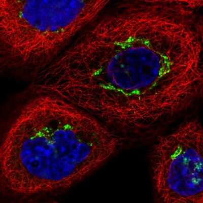 Immunocytochemistry/ Immunofluorescence: TJAP1 Antibody [NBP2-38152]