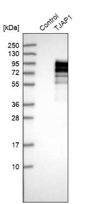 Western Blot: TJAP1 Antibody [NBP2-38152]