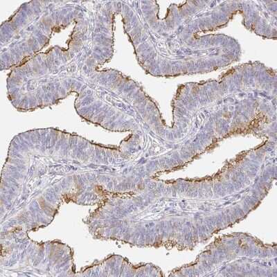 Immunohistochemistry-Paraffin: TJP3 Antibody [NBP2-38696]