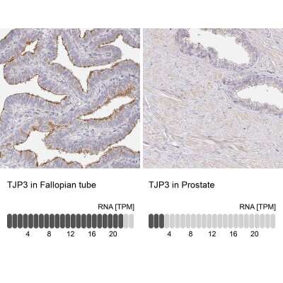 Immunohistochemistry-Paraffin: TJP3 Antibody [NBP2-38696]