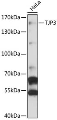 Western Blot: TJP3 AntibodyAzide and BSA Free [NBP2-94303]