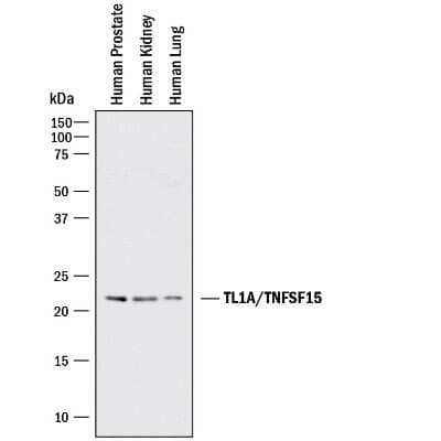 Western Blot: TL1A/TNFSF15 Antibody (2116C)Azide and BSA Free [MAB7442]