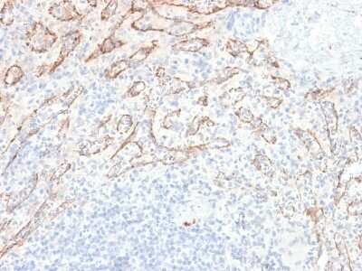 Immunohistochemistry-Paraffin: TL1A/TNFSF15 Antibody (VEGI/2052R) - Azide and BSA Free [NBP3-08802]