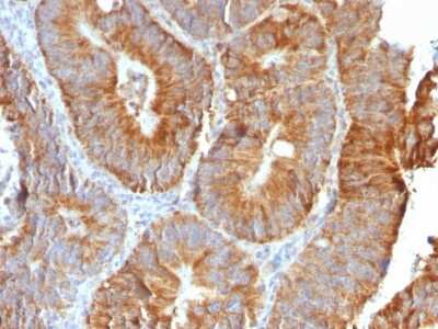 Immunohistochemistry-Paraffin: TL1A/TNFSF15 Antibody (VEGI/2052R) - Azide and BSA Free [NBP3-08802]