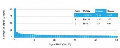 Protein Array: TL1A/TNFSF15 Antibody (VEGI/2052R) - Azide and BSA Free [NBP3-08802]
