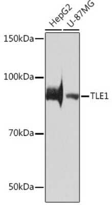 Western Blot: TLE1 Antibody (6Q5X1) [NBP3-16208]