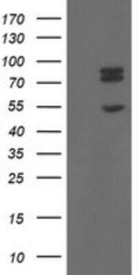 Western Blot: TLE1 Antibody (OTI1H2)Azide and BSA Free [NBP2-74530]