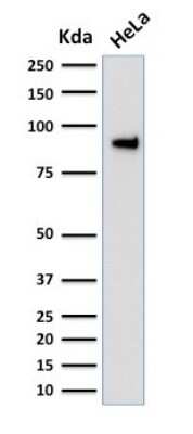 Western Blot: TLE1 Antibody (TLE1/2051) [NBP2-79779]