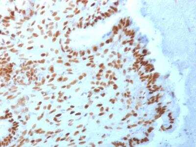 Immunohistochemistry-Paraffin: TLE1 Antibody (TLE1/2062) - Azide and BSA Free [NBP2-79914]
