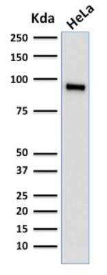 Western Blot: TLE1 Antibody (TLE1/2062)Azide and BSA Free [NBP2-79914]