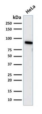 Western Blot: TLE1 Antibody (TLE1/2085)Azide and BSA Free [NBP3-08727]