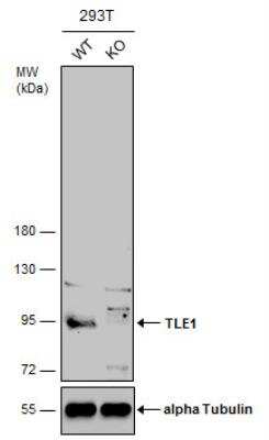 Knockout Validated: TLE1 Antibody [NBP2-20651]