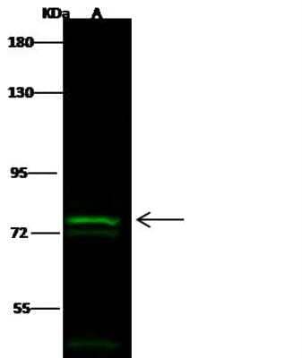 Western Blot: TLE1 Antibody [NBP2-98893]