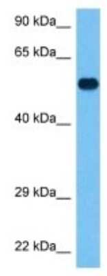 Western Blot: TLE1 Antibody [NBP3-10280]