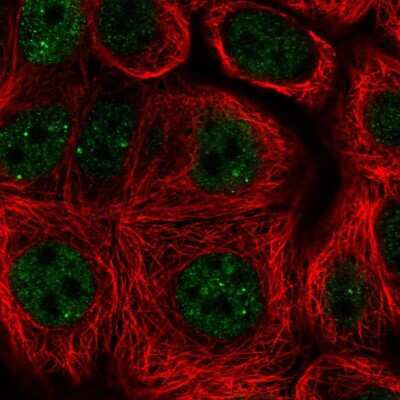 Immunocytochemistry/ Immunofluorescence: TLE2 Antibody [NBP2-13435]