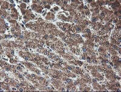 Immunohistochemistry: TLE2 Antibody (OTI5A6) - Azide and BSA Free [NBP2-74531]