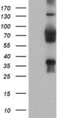 Western Blot: TLE2 Antibody (OTI5A6)Azide and BSA Free [NBP2-74531]