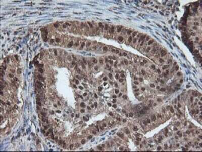 Immunohistochemistry-Paraffin: TLE2 Antibody (OTI5A6) [NBP2-01733]