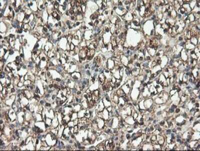 Immunohistochemistry-Paraffin: TLE2 Antibody (OTI5A6) [NBP2-01733]
