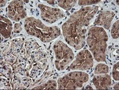 Immunohistochemistry-Paraffin: TLE2 Antibody (OTI5A6) [NBP2-01733]