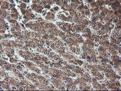 Immunohistochemistry-Paraffin: TLE2 Antibody (OTI5A6) [NBP2-01733]