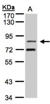 Western Blot: TLE2 Antibody [NBP1-32158]