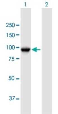 Western Blot: TLE3 Antibody [H00007090-B01P]