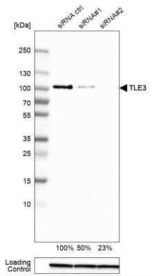 Western Blot: TLE3 Antibody [NBP2-30646]