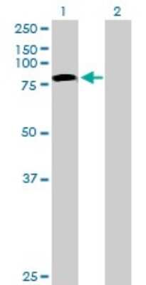 Western Blot: TLE4 Antibody [H00007091-B01P]