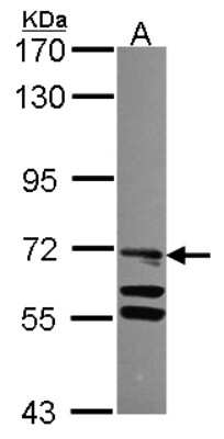 Western Blot: TLE4 Antibody [NBP2-15140]