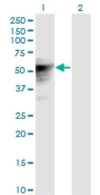 Western Blot: TLE6 Antibody (2E4) [H00079816-M01]